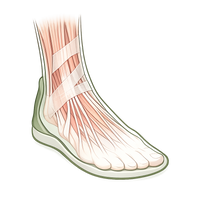 Strengthen Foot Muscles